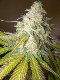 Sour Diesel x3 Royal Queen Seeds