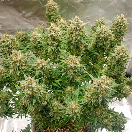 Auto Banana Blaze x3 semillas Dutch Passion