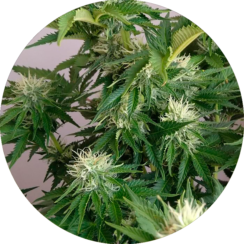 Chocolate Green Crack x5 semillas Chef Genetics