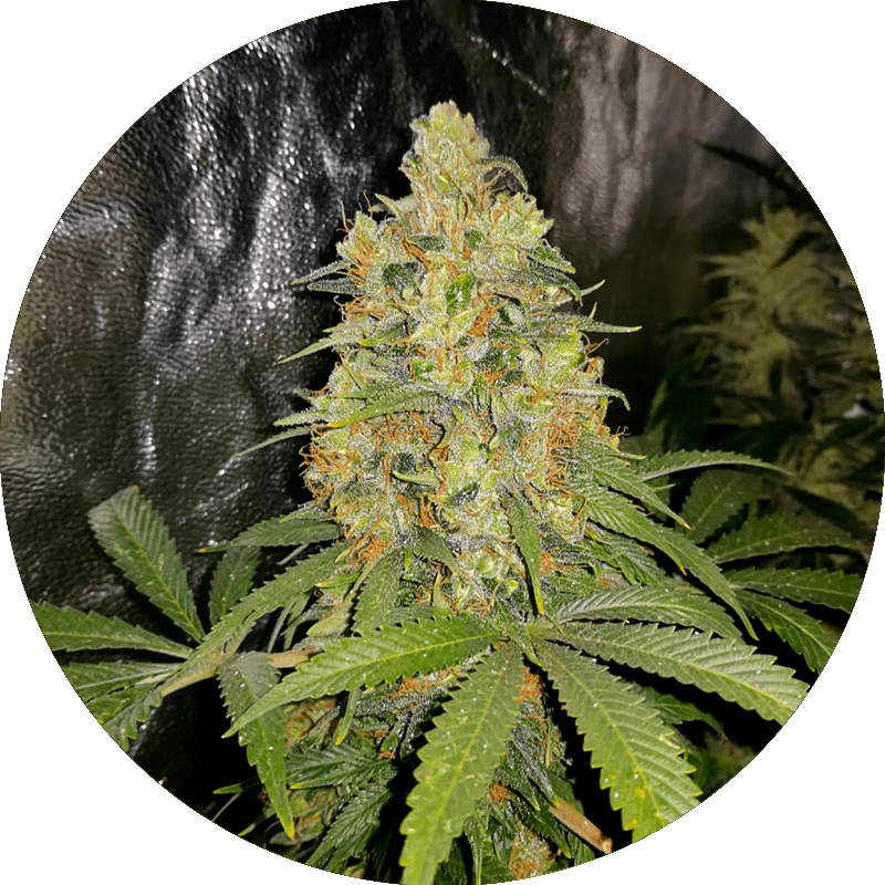 Chocolate Mint Og x Sorbhet x3 semillas Chef Genetics Chef Genetics