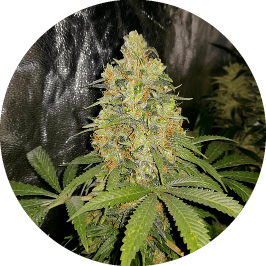 Chocolate Mint Og x Sorbhet x3 semillas Chef Genetics Chef Genetics