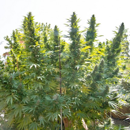 Holland Hope x3 semillas Dutch Passion