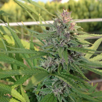 Holland Hope x3 semillas Dutch Passion