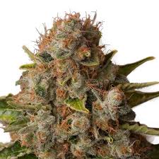 White Widow x3 semillas Royal Queen Seeds